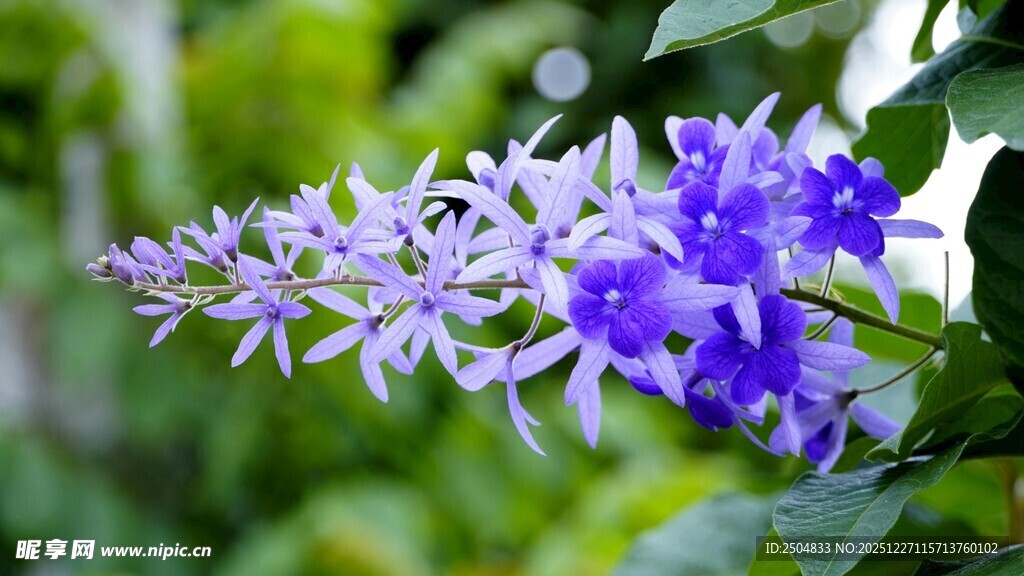 蓝紫色花卉特写