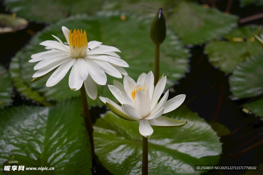两朵清丽的水生小白花