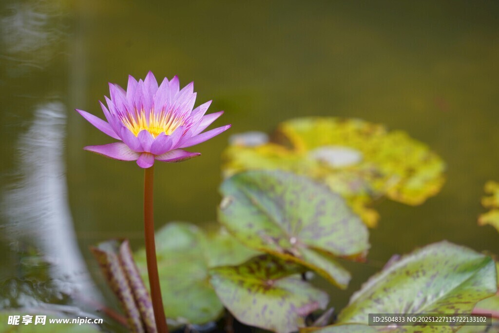 绽放的美丽睡莲