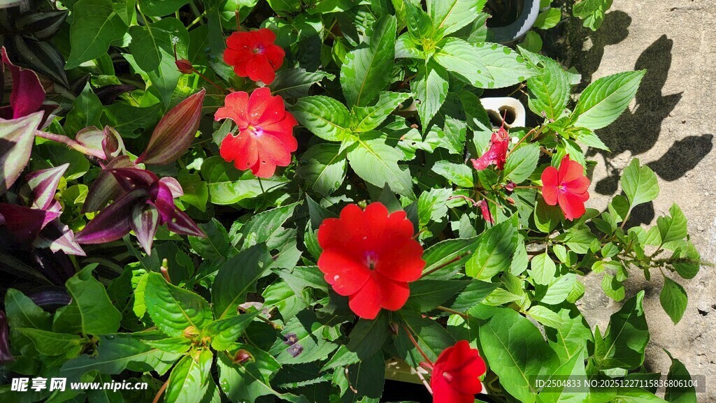 鲜艳红色矮牵牛花卉