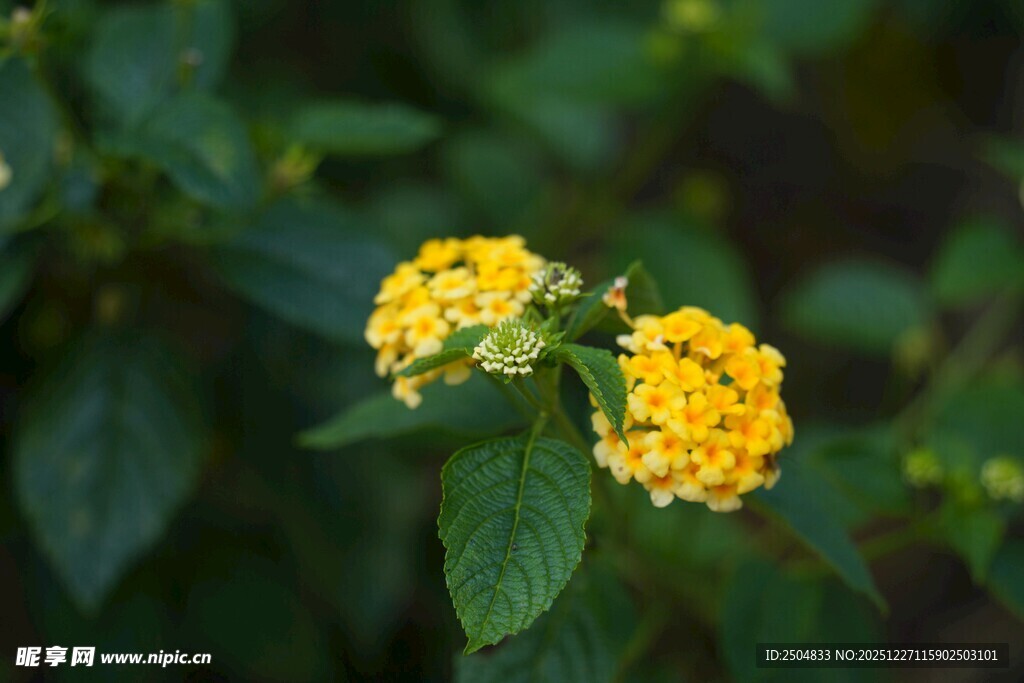 黄色小花绽放绿叶间