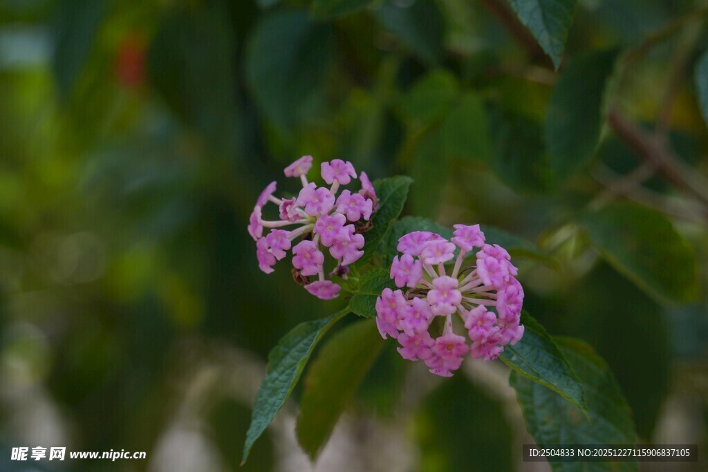 两朵粉花绽放绿叶间