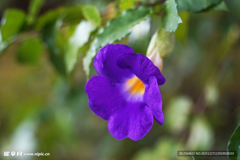 紫色娇艳花卉特写