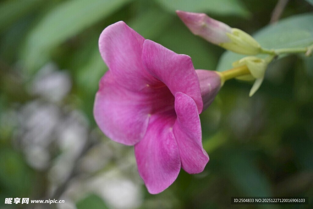 娇艳粉色喇叭状花卉