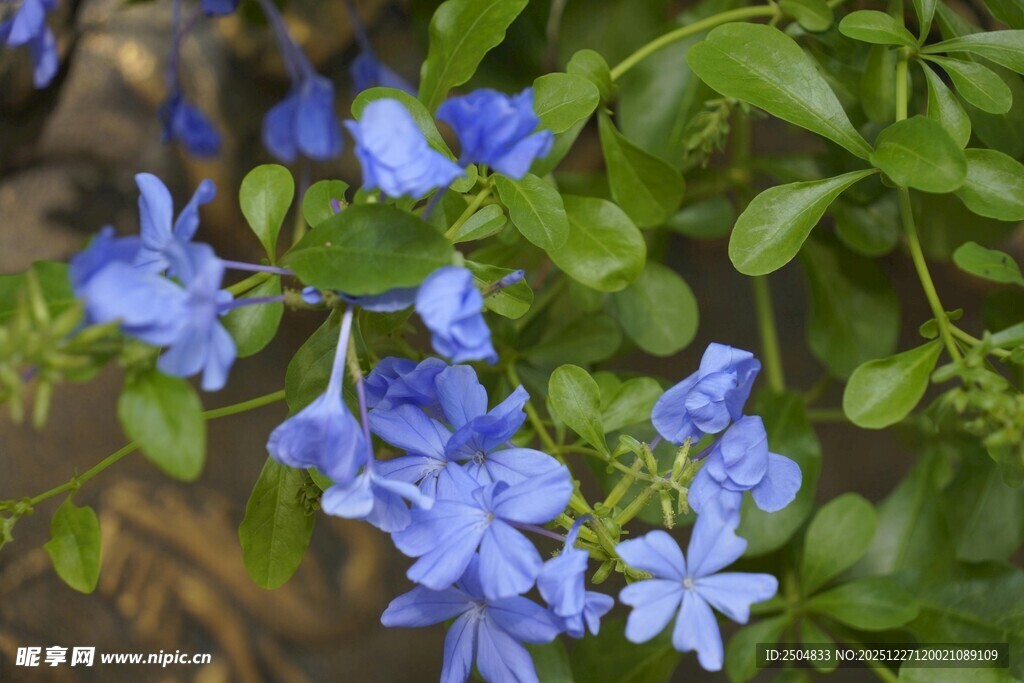 蓝花绽放绿意间