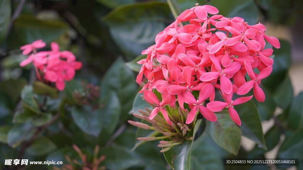 娇艳粉红花朵绽放