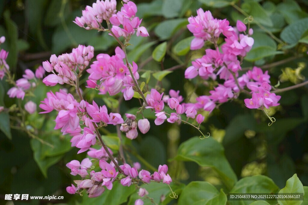 娇艳粉色花卉绽放