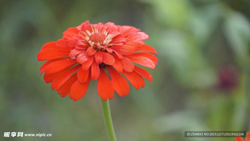 鲜艳红色百日菊特写