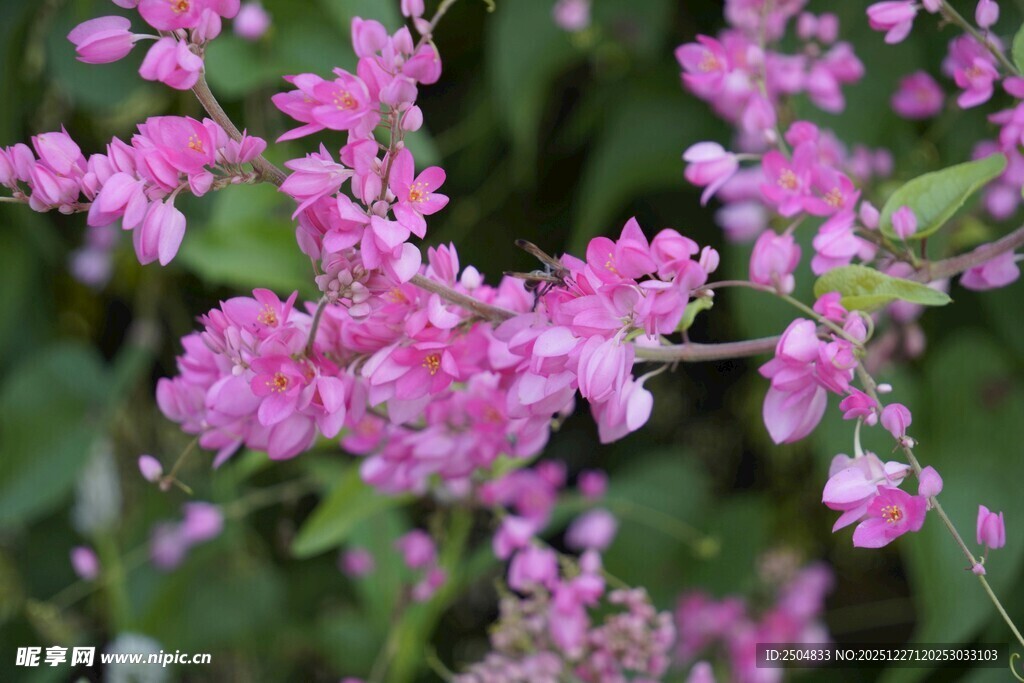 娇艳粉色花卉绽放