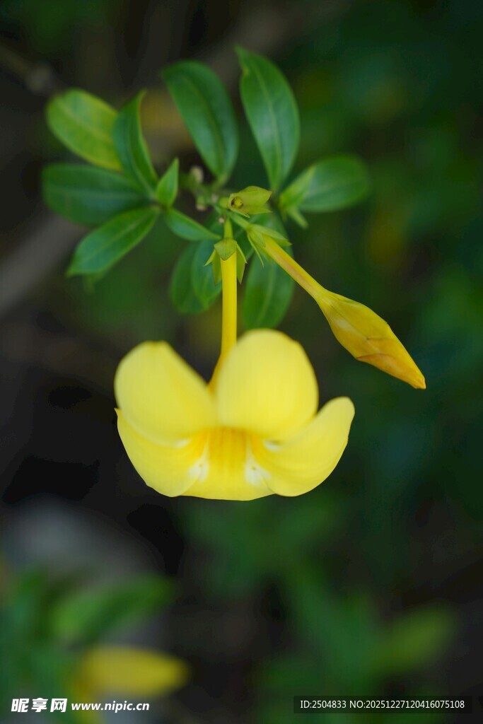 黄色悬垂小花绽放枝头