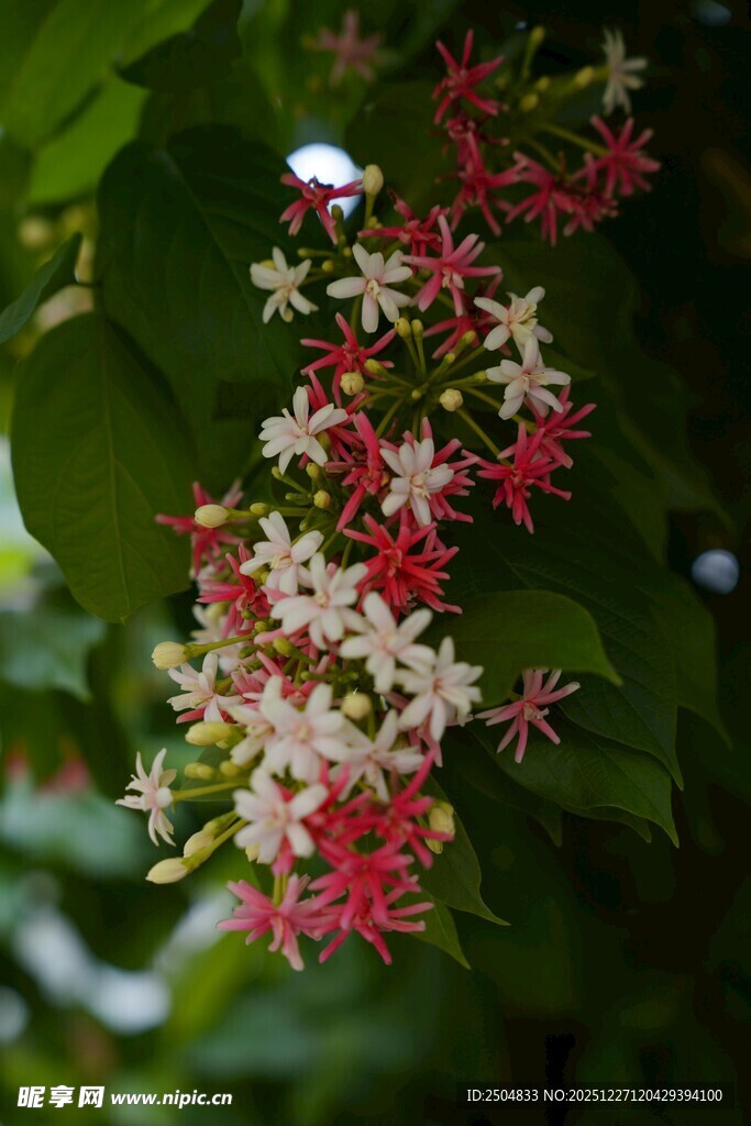 星状花朵绽放绿叶间