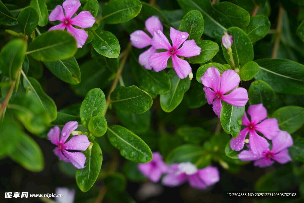 粉色小花绽放于绿叶间
