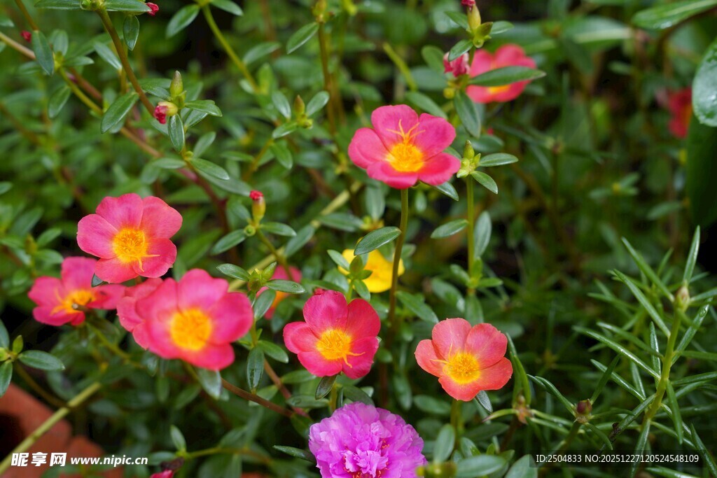 多彩娇艳太阳花绽放