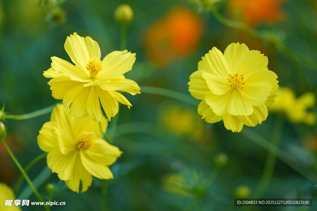 黄色小花绽放于绿意间