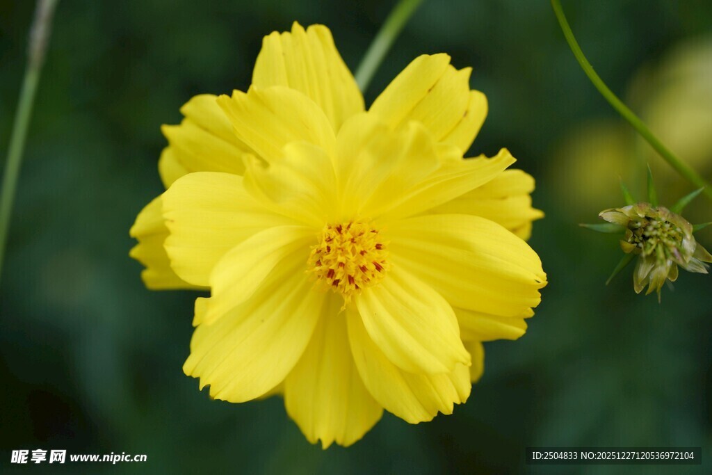黄色波斯菊特写