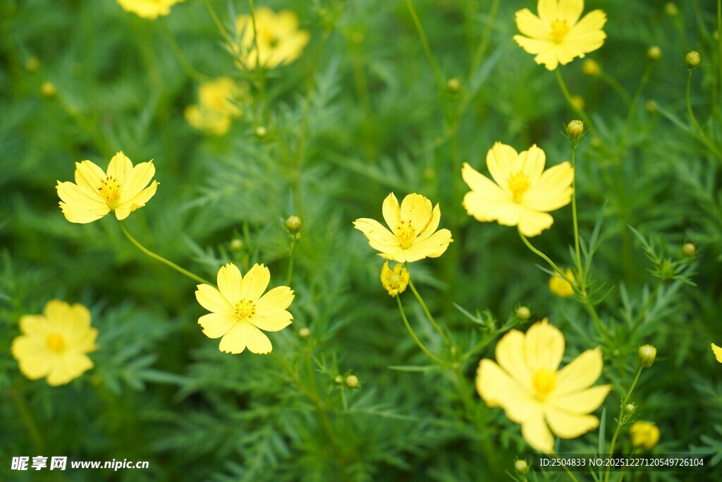春日绽放的黄色小花