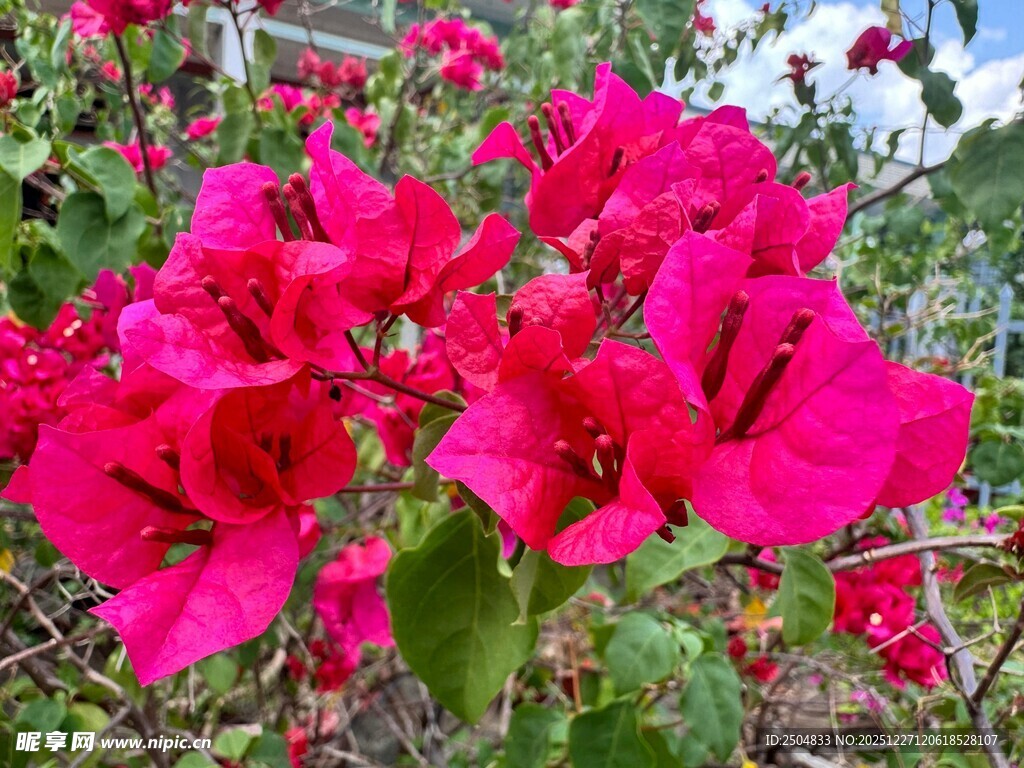 艳丽三角梅绽放