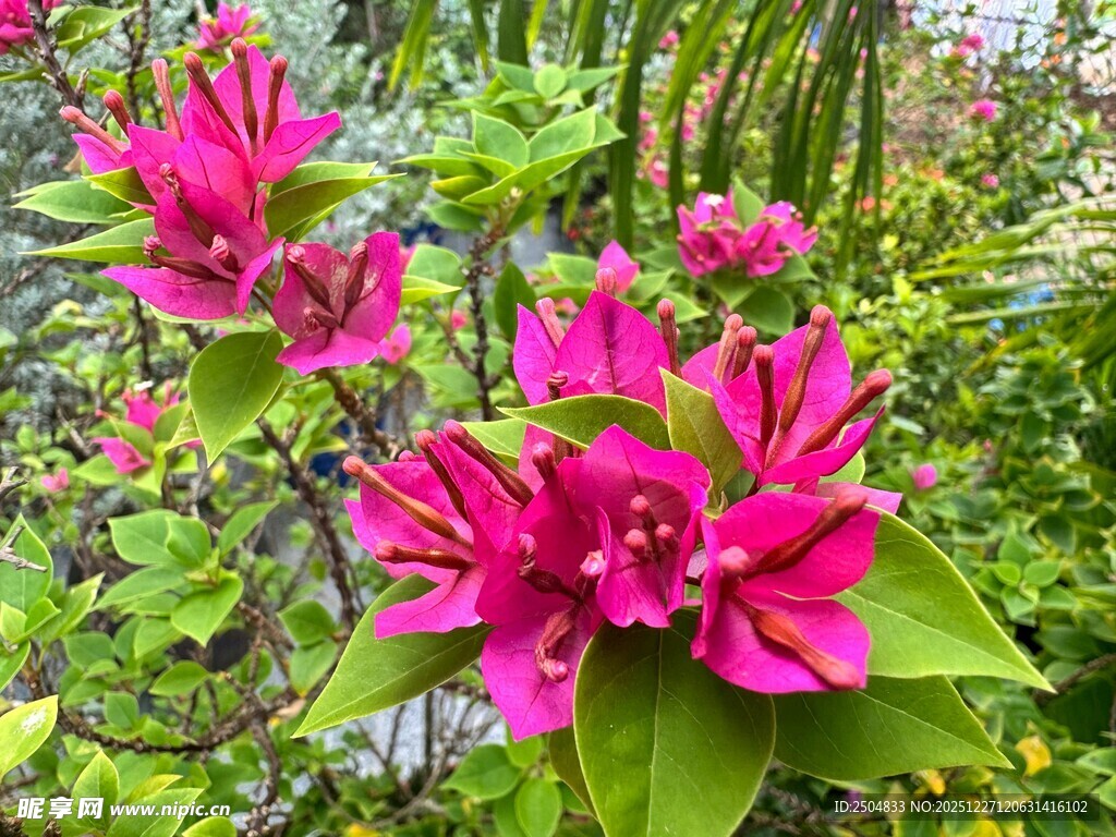 娇艳三角梅绽放绿意间