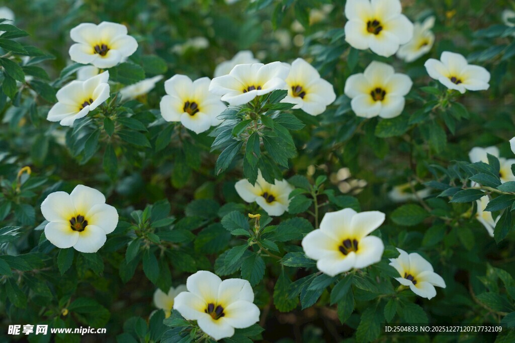 白色小花盛开于绿叶间