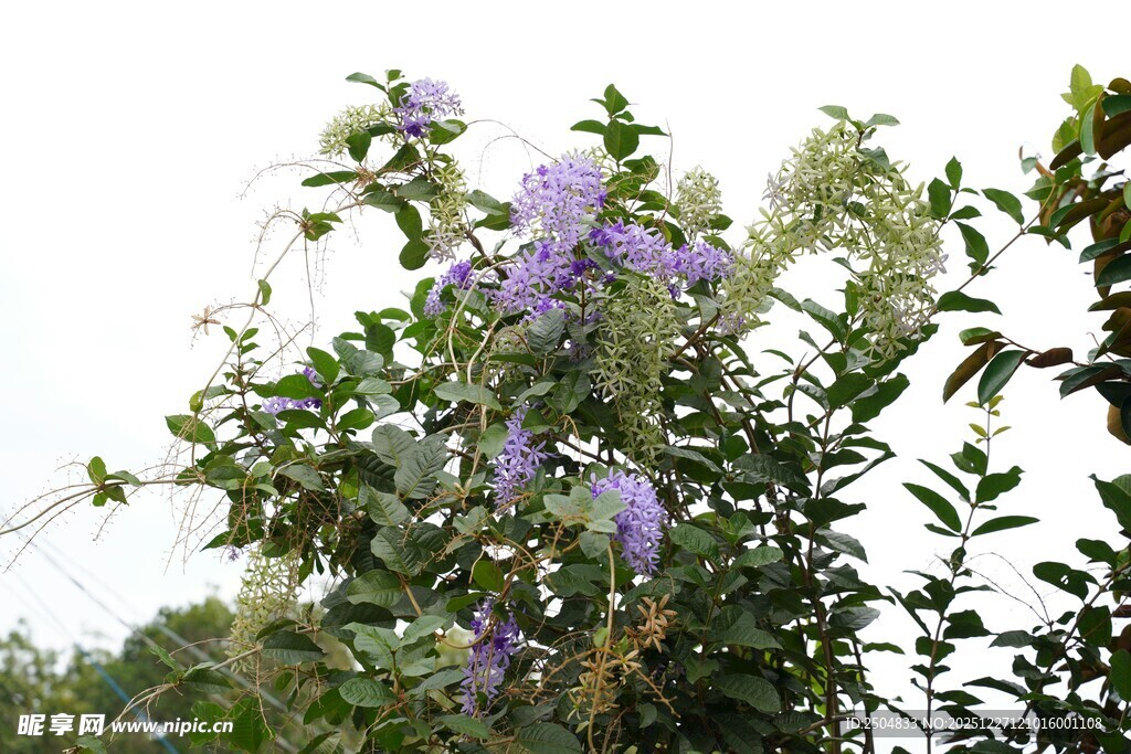 盛开的紫色藤蔓花卉