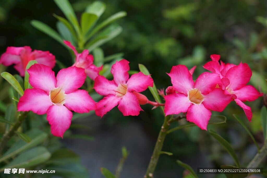 娇艳粉色花朵绽放