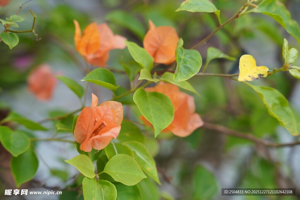 橙黄三角梅绽放绿叶间