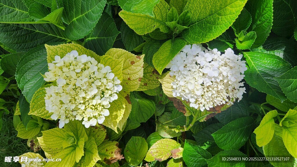 清新绣球花绽放绿叶间