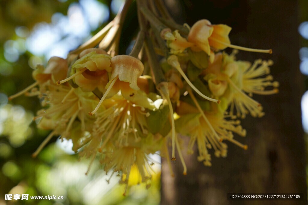 金黄繁茂的树花特写