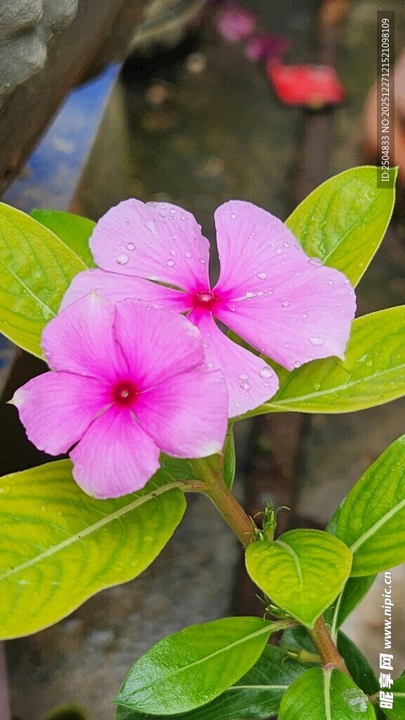 娇艳双生长春花