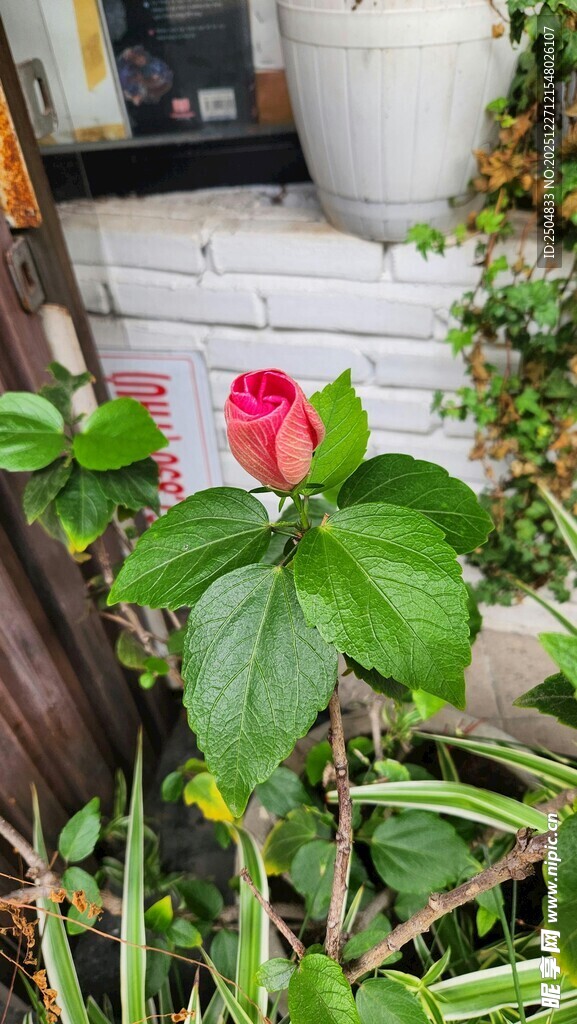 娇艳红花配绿叶