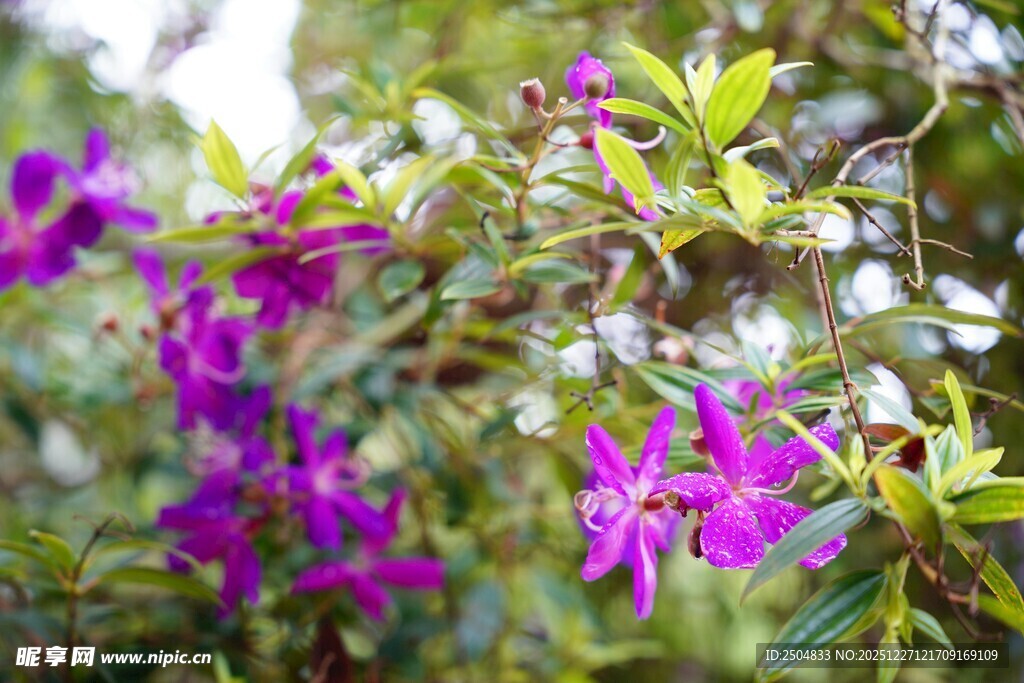 绽放的紫色花卉