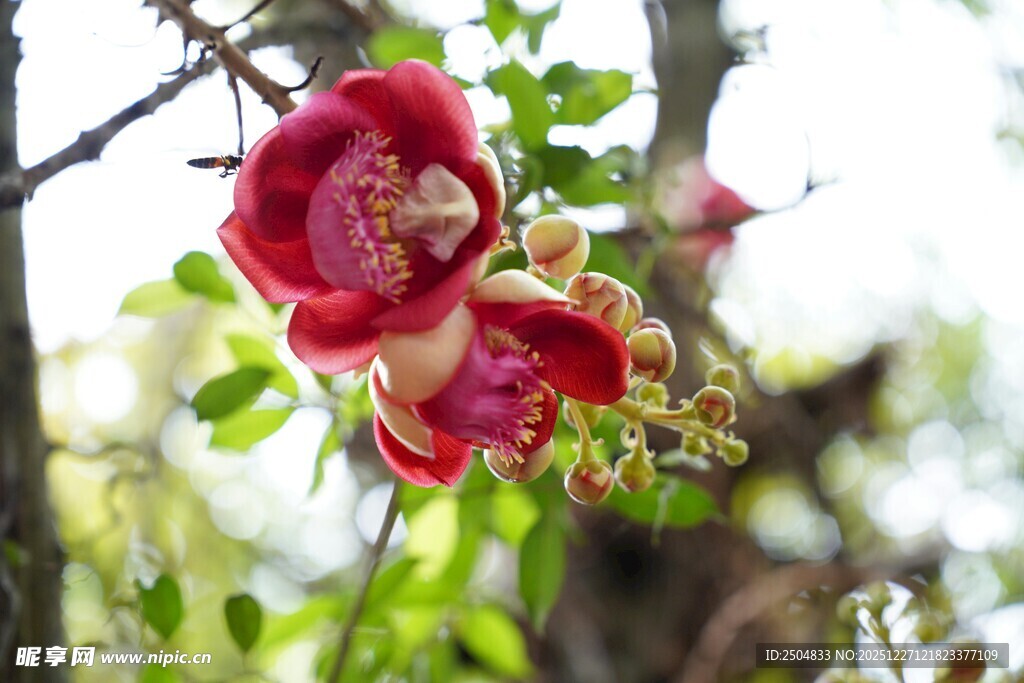 枝头绽放的娇艳红花朵