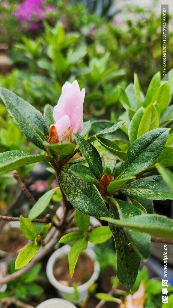 含苞待放的娇艳粉色花朵