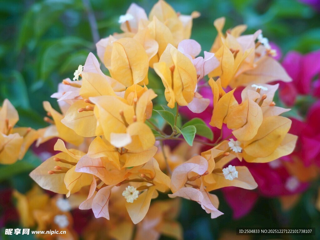 艳丽三角梅绽放