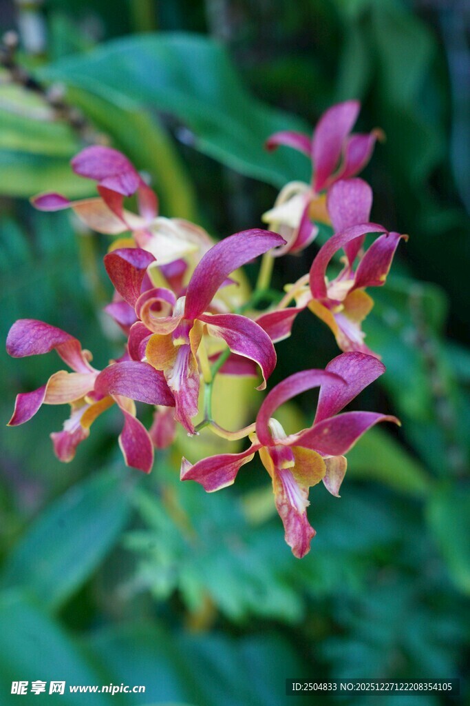 艳丽多彩的兰花绽放