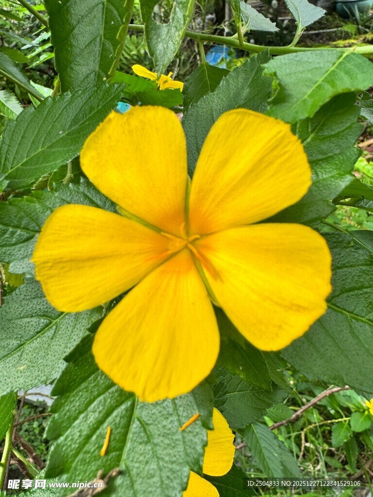 黄色单瓣花绽放绿叶间