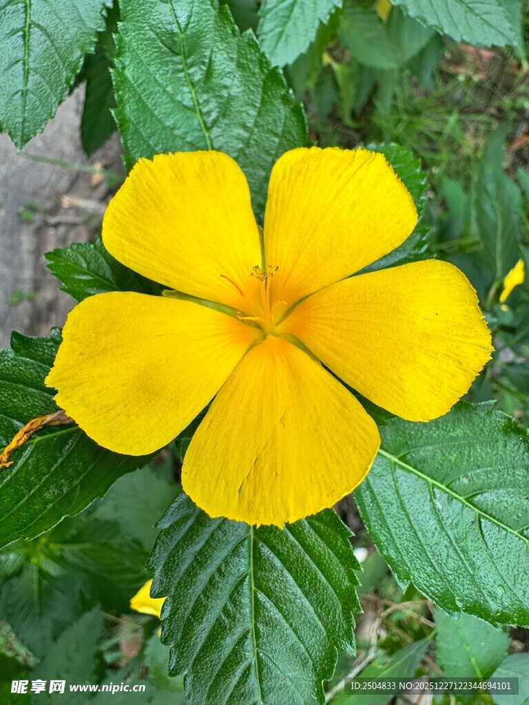 黄色小花绽放绿叶间