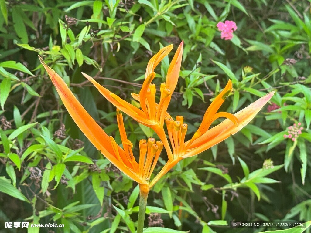 橙色蝎尾蕉绽放于绿植间