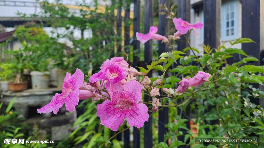 娇艳粉色花卉绽放