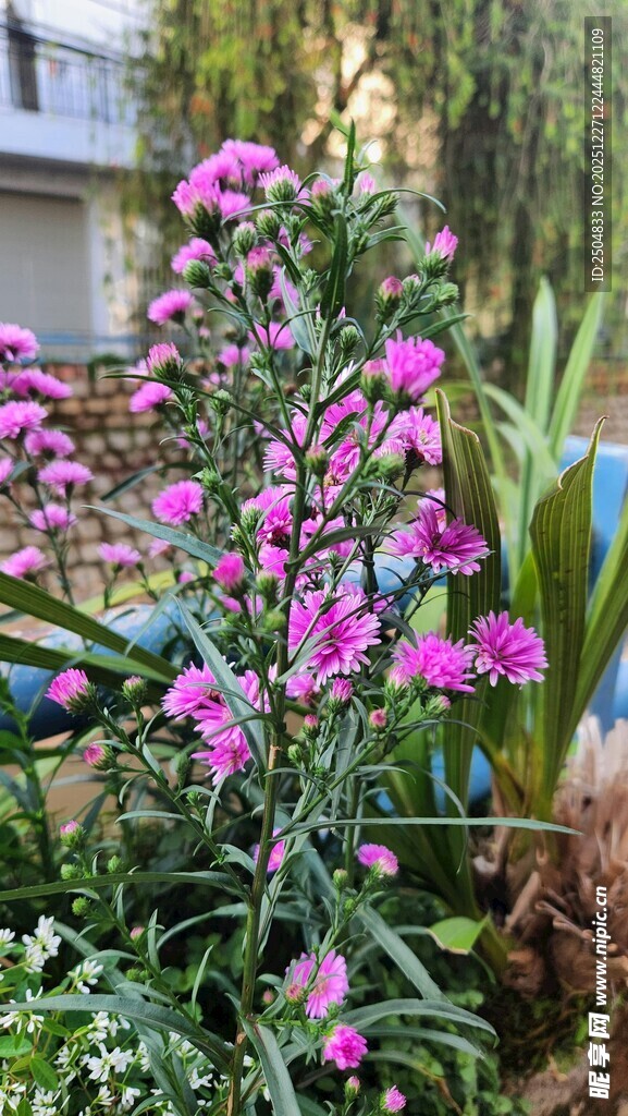 绽放的粉紫色花丛