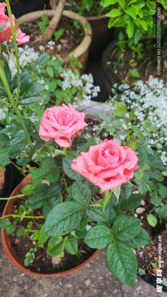盆栽粉色玫瑰绽放