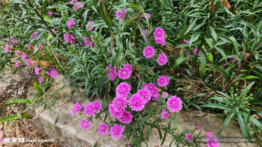 绽放的粉色小花