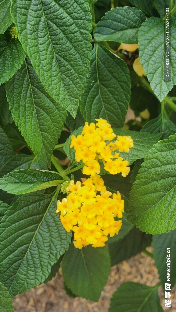 黄色小花绽放绿叶间