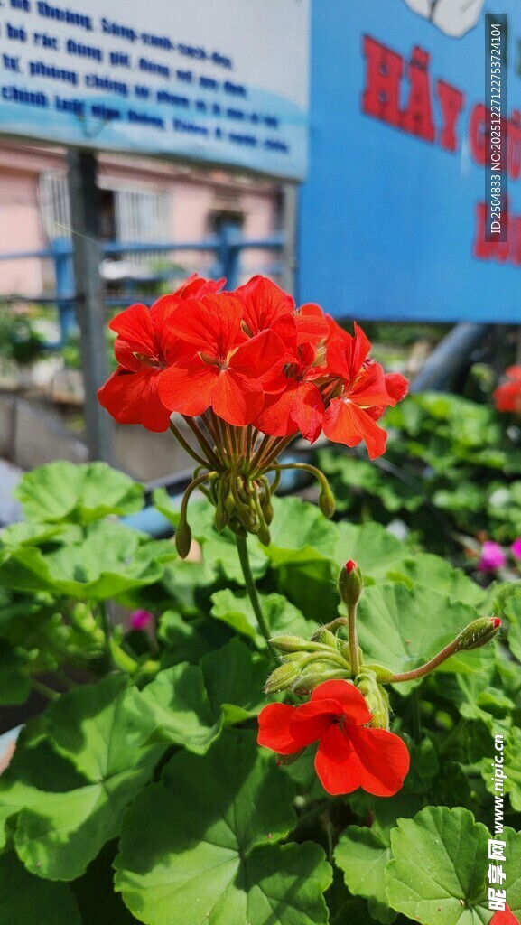 鲜艳天竺葵绽放于绿意间