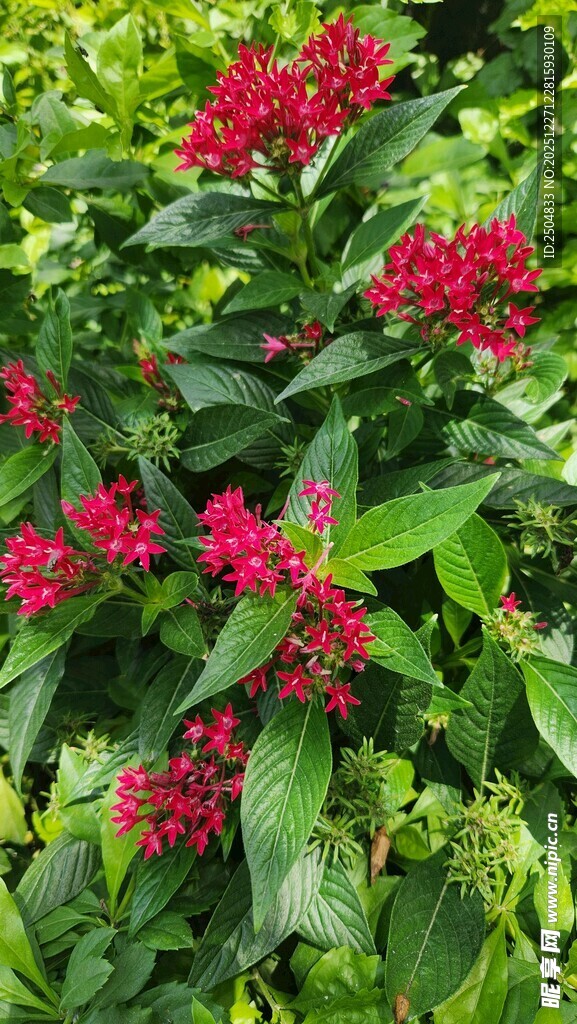 绿叶丛中艳红花朵绽放