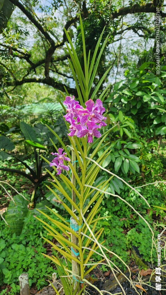 紫色花朵绽放于绿植间