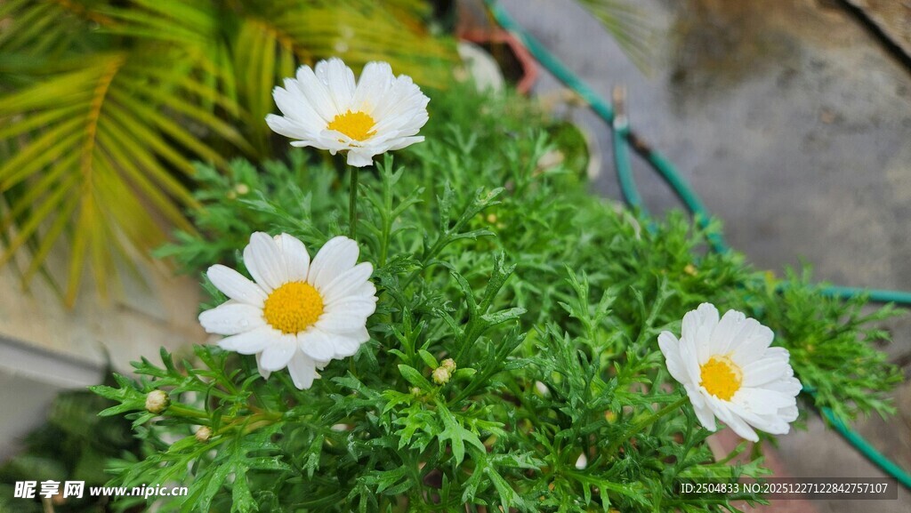 盆栽雏菊绽放清新美