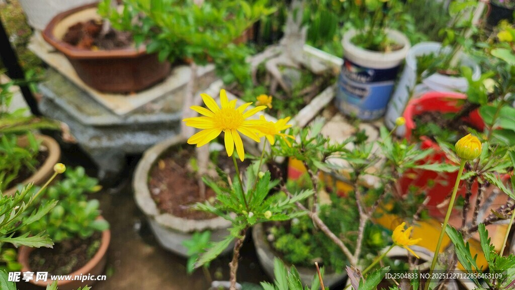 多彩盆栽中的黄色花卉