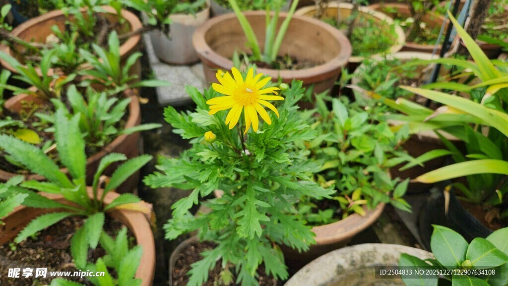 花盆中绽放的黄色小花