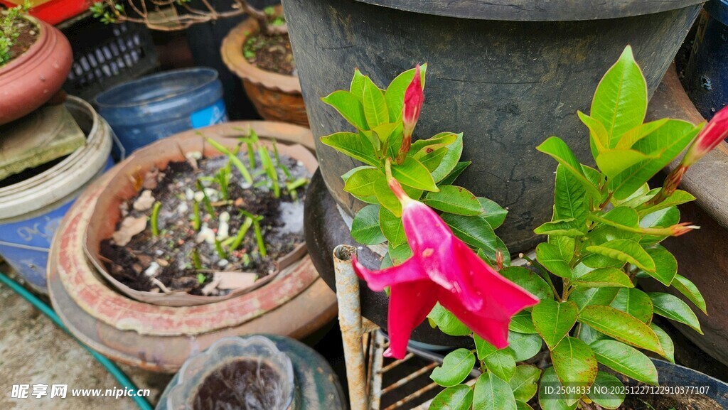 多彩盆栽 绽放生机